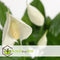 Plant in a Box - Spathiphyllum 'Lepelplant' - Set van 4 - Luchtzuiverend - Kamerplant - Pot 12cm - Hoogte 30-40cm