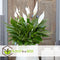 Plant in a Box - Spathiphyllum 'Lepelplant' - Set van 4 - Luchtzuiverend - Kamerplant - Pot 12cm - Hoogte 30-40cm