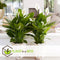 Plant in a Box - Spathiphyllum 'Lepelplant' - Set van 4 - Luchtzuiverend - Kamerplant - Pot 12cm - Hoogte 30-40cm