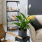Plant in a Box - Spathiphyllum 'Lepelplant' - Set van 4 - Luchtzuiverend - Kamerplant - Pot 12cm - Hoogte 30-40cm