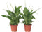 Plant in a Box - Spathiphyllum 'Lepelplant' - Set van 4 - Luchtzuiverend - Kamerplant - Pot 12cm - Hoogte 30-40cm