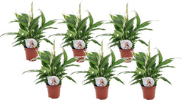 Plant in a Box - Spathiphyllum 'Lepelplant' - Set van 6 - Luchtzuiverend - Kamerplant - Pot 12cm - Hoogte 30-40cm