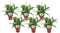 Plant in a Box - Spathiphyllum 'Lepelplant' - Set van 6 - Luchtzuiverend - Kamerplant - Pot 12cm - Hoogte 30-40cm