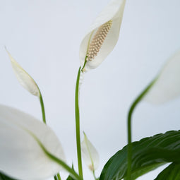 Plant in a Box - Spathiphyllum Lima - Set van 2 - Luchtzuiverende kamerplant - Pot 17cm - Hoogte 60-75cm