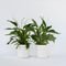 Plant in a Box - Spathiphyllum Lima - Set van 2 - Luchtzuiverende kamerplant - Pot 17cm - Hoogte 60-75cm