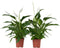 Plant in a Box - Spathiphyllum Lima - Set van 2 - Luchtzuiverende kamerplant - Pot 17cm - Hoogte 60-75cm