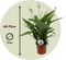 Plant in a Box - Spathiphyllum Lima - Set van 2 - Luchtzuiverende kamerplant - Pot 17cm - Hoogte 60-75cm