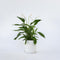 Plant in a Box - Spathiphyllum Lima - Set van 4 - Luchtzuiverende kamerplant - Pot 17cm - Hoogte 60-75cm