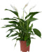 Plant in a Box - Spathiphyllum Lima - Set van 4 - Luchtzuiverende kamerplant - Pot 17cm - Hoogte 60-75cm