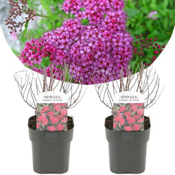 Plant in a Box - Spiraea japonica 'Anthony Waterer' - Set van 2 - Pot 17cm - Hoogte 25-40cm - Winterhard - Tuinplanten