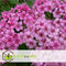 Plant in a Box - Spiraea japonica 'Anthony Waterer' - Set van 2 - Pot 17cm - Hoogte 25-40cm - Winterhard - Tuinplanten