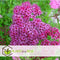 Plant in a Box - Spiraea japonica 'Anthony Waterer' - Set van 2 - Pot 17cm - Hoogte 25-40cm - Winterhard - Tuinplanten