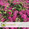 Plant in a Box - Spiraea japonica 'Anthony Waterer' - Set van 2 - Pot 17cm - Hoogte 25-40cm - Winterhard - Tuinplanten