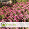 Plant in a Box - Spiraea japonica 'Anthony Waterer' - Set van 2 - Pot 17cm - Hoogte 25-40cm - Winterhard - Tuinplanten