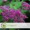 Plant in a Box - Spiraea japonica 'Anthony Waterer' - Set van 2 - Pot 17cm - Hoogte 25-40cm - Winterhard - Tuinplanten