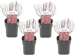 Plant in a Box - Spiraea japonica 'Anthony Waterer' - Set van 4 - Pot 17cm - Hoogte 25-40cm - Winterhard - Tuinplanten