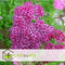 Plant in a Box - Spiraea japonica 'Anthony Waterer' - Set van 4 - Pot 17cm - Hoogte 25-40cm - Winterhard - Tuinplanten
