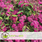 Plant in a Box - Spiraea japonica 'Anthony Waterer' - Set van 4 - Pot 17cm - Hoogte 25-40cm - Winterhard - Tuinplanten