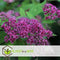 Plant in a Box - Spiraea japonica 'Anthony Waterer' - Set van 4 - Pot 17cm - Hoogte 25-40cm - Winterhard - Tuinplanten