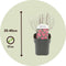 Plant in a Box - Spiraea japonica 'Anthony Waterer' - Set van 4 - Pot 17cm - Hoogte 25-40cm - Winterhard - Tuinplanten