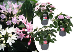 Plant in a Box - Starcluster Pentas - Rubiaceae - Mix van 3 - Bloeiende kamerplant - Pot 13cm - Hoogte 25-45cm