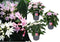 Plant in a Box - Starcluster Pentas - Rubiaceae - Mix van 3 - Bloeiende kamerplant - Pot 13cm - Hoogte 25-45cm