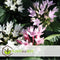 Plant in a Box - Starcluster Pentas - Rubiaceae - Mix van 3 - Bloeiende kamerplant - Pot 13cm - Hoogte 25-45cm