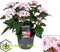 Plant in a Box - Starcluster Pentas - Rubiaceae - Mix van 3 - Bloeiende kamerplant - Pot 13cm - Hoogte 25-45cm
