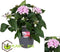 Plant in a Box - Starcluster Pentas - Rubiaceae - Mix van 3 - Bloeiende kamerplant - Pot 13cm - Hoogte 25-45cm