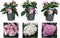 Plant in a Box - Starcluster Pentas - Rubiaceae - Mix van 3 - Bloeiende kamerplant - Pot 13cm - Hoogte 25-45cm