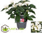 Plant in a Box - Starcluster Pentas - Rubiaceae - Mix van 3 - Bloeiende kamerplant - Pot 13cm - Hoogte 25-45cm