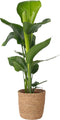 Plant in a Box Strelitzia Nicolai in decoratieve mand - Hoogte 55-70cm - Pot 17cm - Paradijsvogel Kamerplant