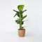 Plant in a Box Strelitzia Nicolai in decoratieve mand - Hoogte 55-70cm - Pot 17cm - Paradijsvogel Kamerplant