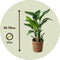 Plant in a Box Strelitzia Nicolai in decoratieve mand - Hoogte 55-70cm - Pot 17cm - Paradijsvogel Kamerplant