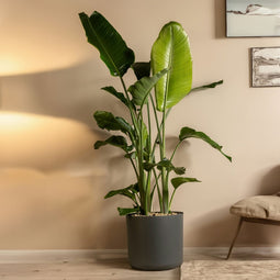 Plant in a Box - Strelitzia Nicolai - Paradijsvogelbloem - Paradijsvogelplant - XXL Groene kamerplant - Pot 28cm - Hoogte 150-170cm