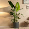 Plant in a Box - Strelitzia Nicolai - Paradijsvogelbloem - Paradijsvogelplant - XXL Groene kamerplant - Pot 28cm - Hoogte 150-170cm