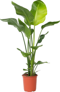 Plant in a Box - Strelitzia Nicolai - Paradijsvogelbloem - Paradijsvogelplant - Groene kamerplant - Pot 21cm - Hoogte 90-110cm