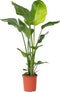 Plant in a Box - Strelitzia Nicolai - Paradijsvogelbloem - Paradijsvogelplant - Groene kamerplant - Pot 21cm - Hoogte 90-110cm