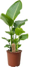 Plant in a Box - Strelitzia Nicolai - Paradijsvogelbloem - Paradijsvogelplant - Groene kamerplant - Pot 17cm - Hoogte 55-70cm