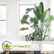 Plant in a Box - Strelitzia Nicolai - Paradijsvogelbloem - Paradijsvogelplant - Groene kamerplant - Pot 17cm - Hoogte 55-70cm