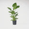 Plant in a Box - Strelitzia Nicolai - Paradijsvogelbloem - Paradijsvogelplant - XXL Groene kamerplant - Pot 28cm - Hoogte 150-170cm
