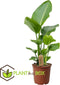 Plant in a Box - Strelitzia Nicolai - Paradijsvogelbloem - Paradijsvogelplant - Groene kamerplant - Pot 17cm - Hoogte 55-70cm