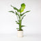 Plant in a Box - Strelitzia Nicolai - Paradijsvogelbloem - Paradijsvogelplant - Groene kamerplant - Pot 21cm - Hoogte 90-110cm
