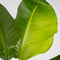 Plant in a Box - Strelitzia Nicolai - Paradijsvogelbloem - Paradijsvogelplant - Groene kamerplant - Pot 21cm - Hoogte 90-110cm