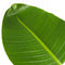 Plant in a Box - Strelitzia Nicolai - Paradijsvogelbloem - Paradijsvogelplant - XXL Groene kamerplant - Pot 28cm - Hoogte 150-170cm