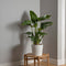 Plant in a Box - Strelitzia Nicolai - Paradijsvogelbloem - Paradijsvogelplant - Groene kamerplant - Pot 21cm - Hoogte 90-110cm