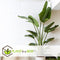 Plant in a Box - Strelitzia Nicolai - Paradijsvogelbloem - Paradijsvogelplant - Groene kamerplant - Pot 17cm - Hoogte 55-70cm