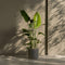 Plant in a Box - Strelitzia Nicolai - Paradijsvogelbloem - Paradijsvogelplant - XXL Groene kamerplant - Pot 28cm - Hoogte 150-170cm