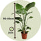 Plant in a Box - Strelitzia Nicolai - Paradijsvogelbloem - Paradijsvogelplant - Groene kamerplant - Pot 21cm - Hoogte 90-110cm