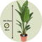 Plant in a Box - Strelitzia Nicolai - Paradijsvogelbloem - Paradijsvogelplant - XXL Groene kamerplant - Pot 28cm - Hoogte 150-170cm